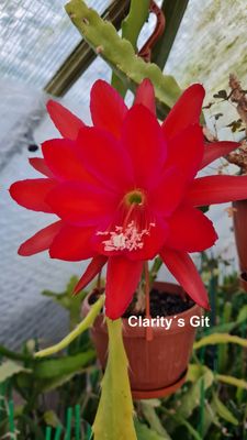 Clarity´s Git