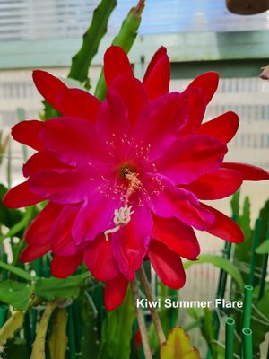 Kiwi Summer Flare