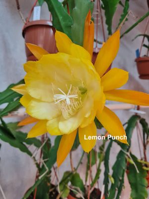 Lemon Punch