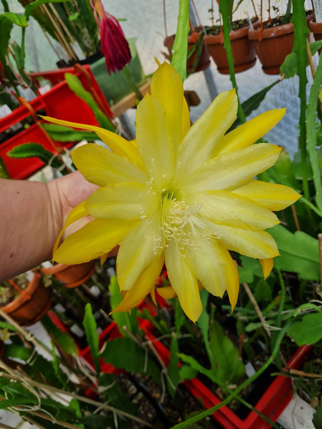 Juicy Fruit Juicy Fruit