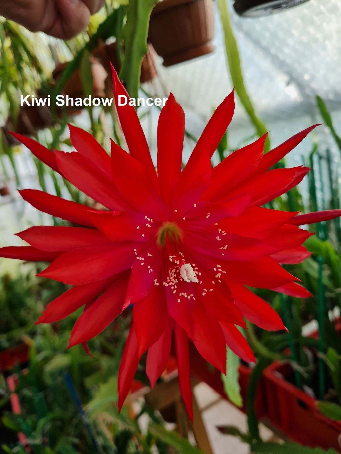 Kiwi Shadow Dancer Kiwi Shadow Dancer