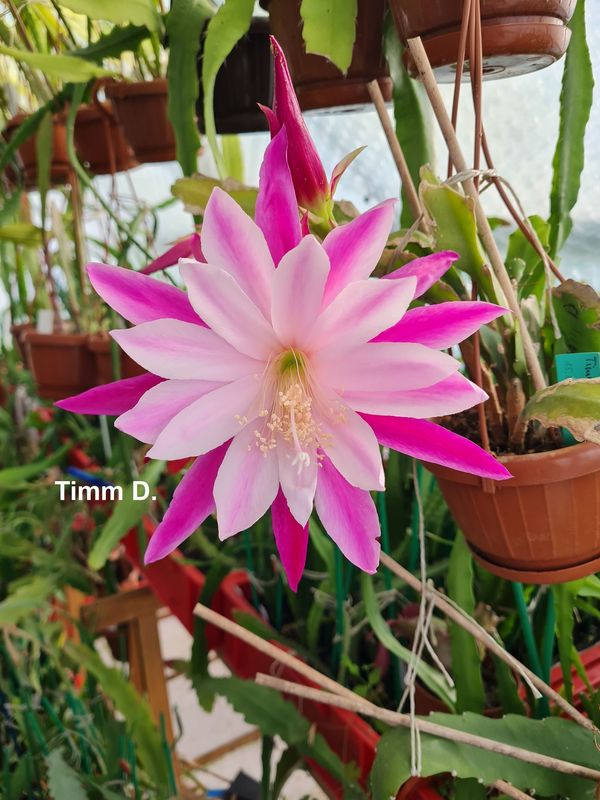 Timm D.