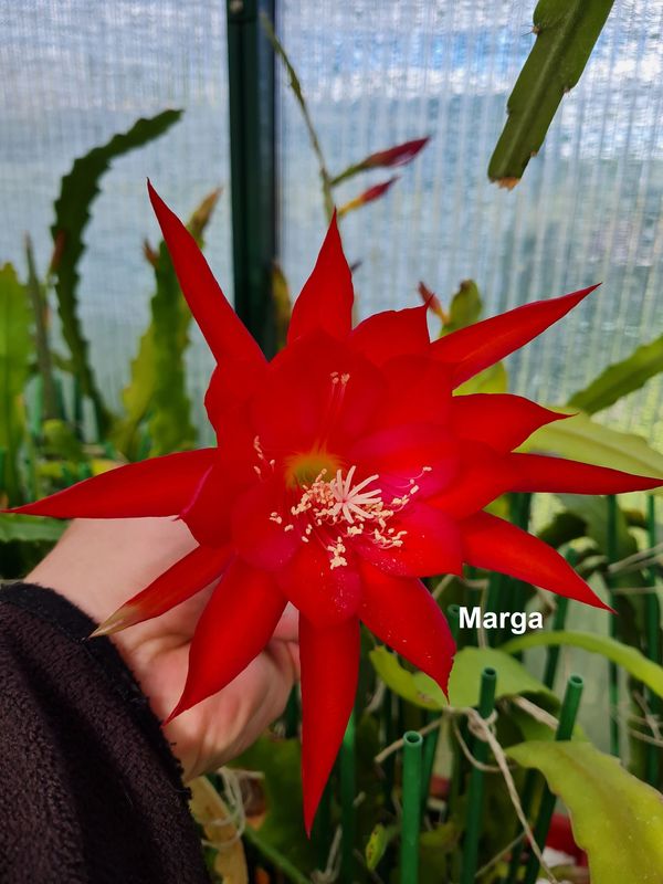 Marga