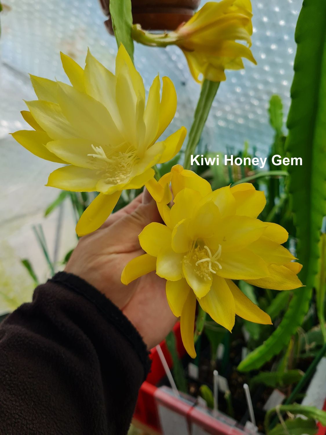 Kiwi Honey Gem Kiwi Honey Gem