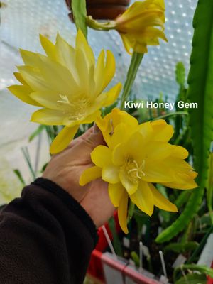 Kiwi Honey Gem