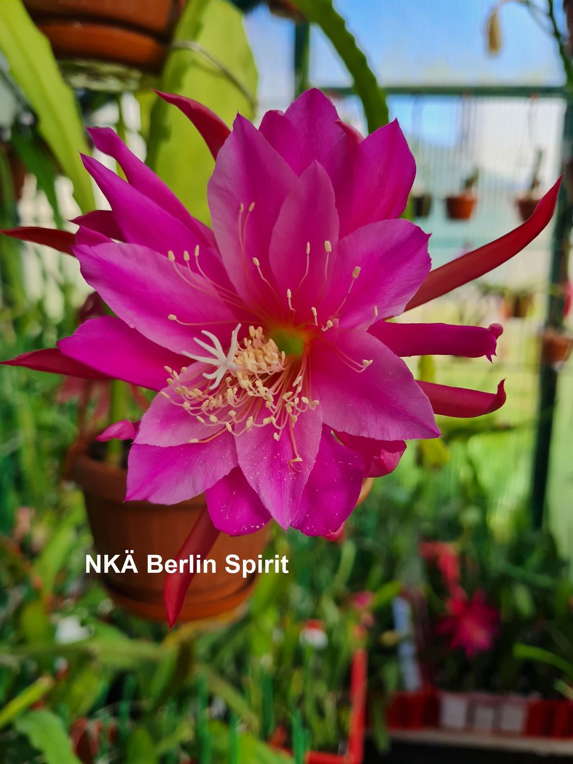 NKÄ Berlin Spirit NKÄ Berlin Spirit