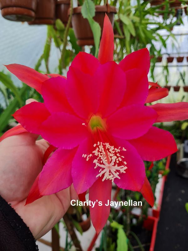 Clarity’s Jaynellan