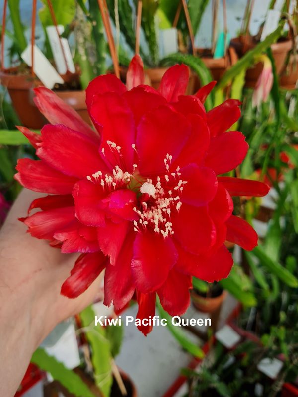 Kiwi Pacific Queen