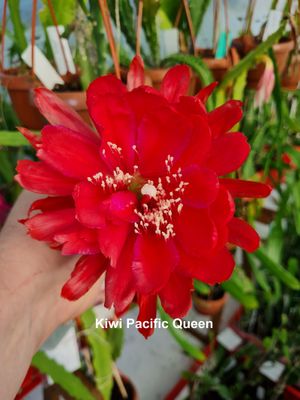 Kiwi Pacific Queen