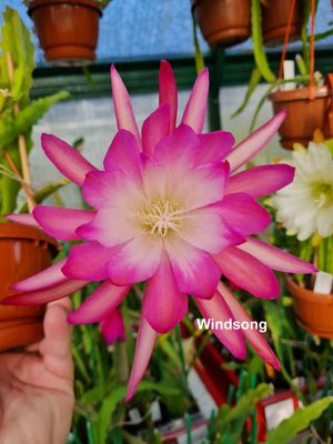 Windsong