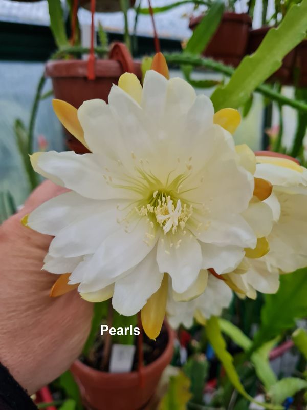Pearls