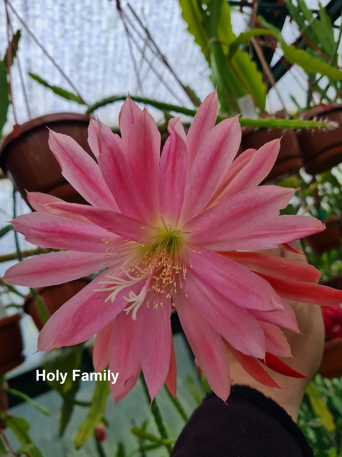 Holy Family (Jim Nones) Holy Family (Jim Nones)