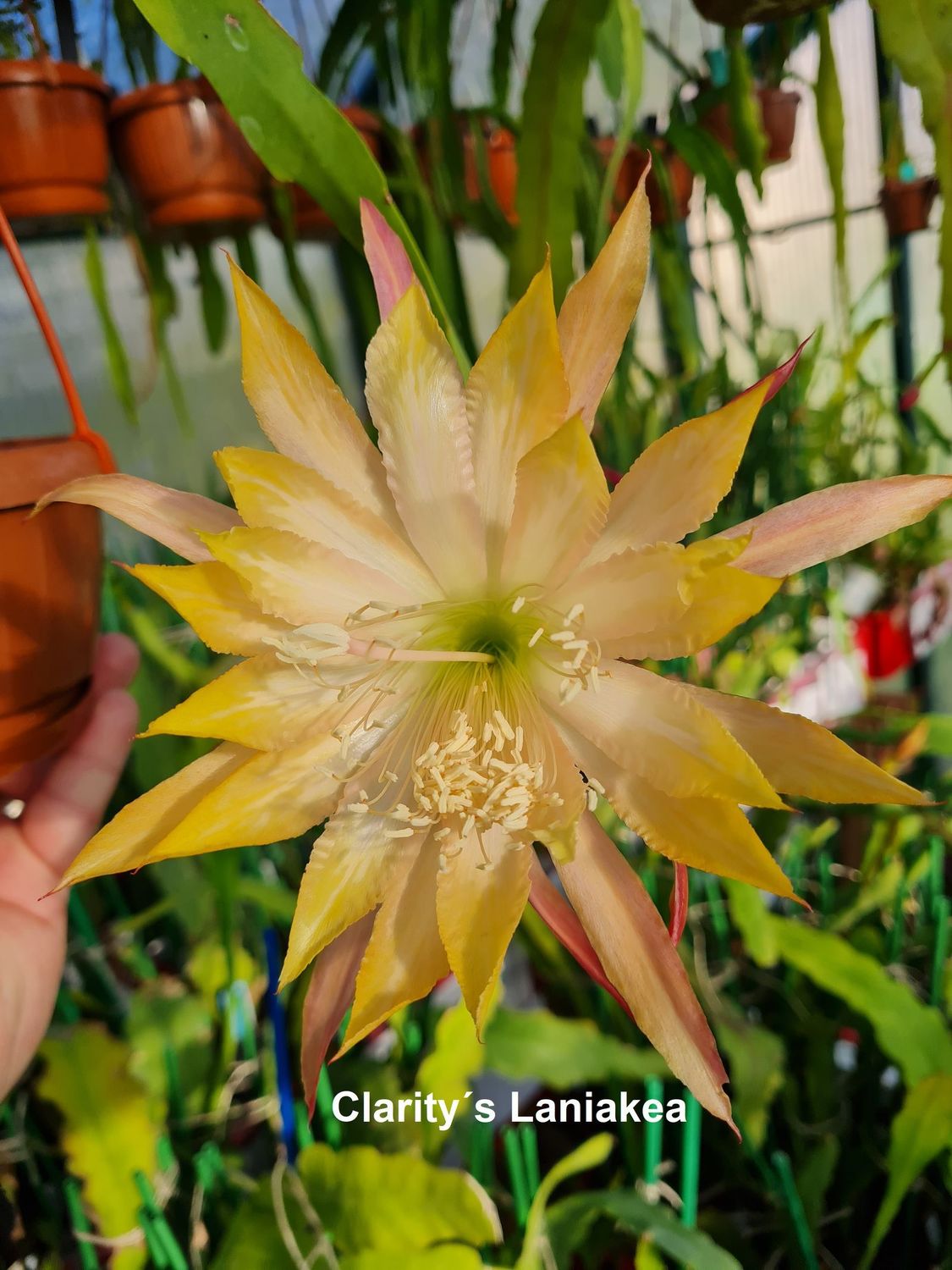 Clarity’s Laniakea
