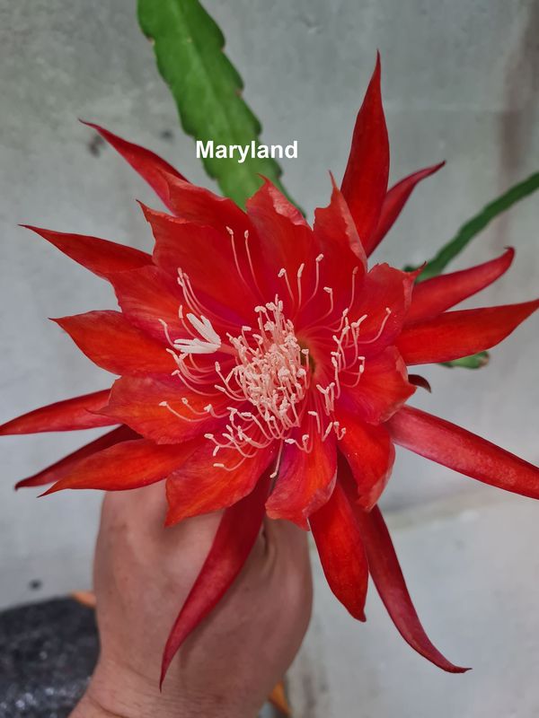 Maryland