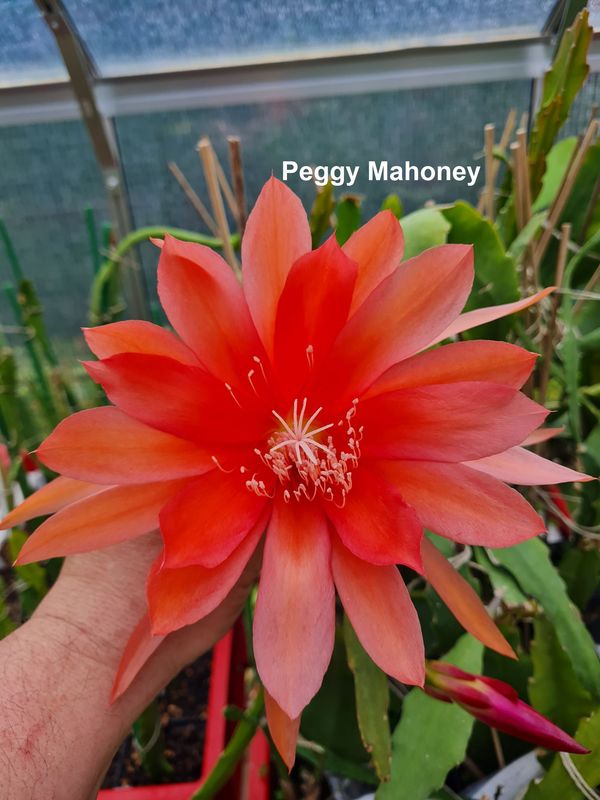 Peggy Mahoney