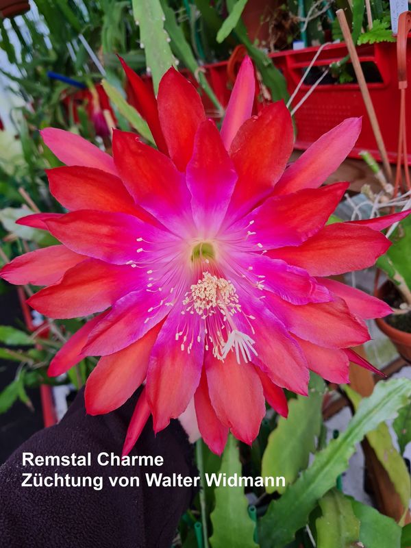 Remstal Charme