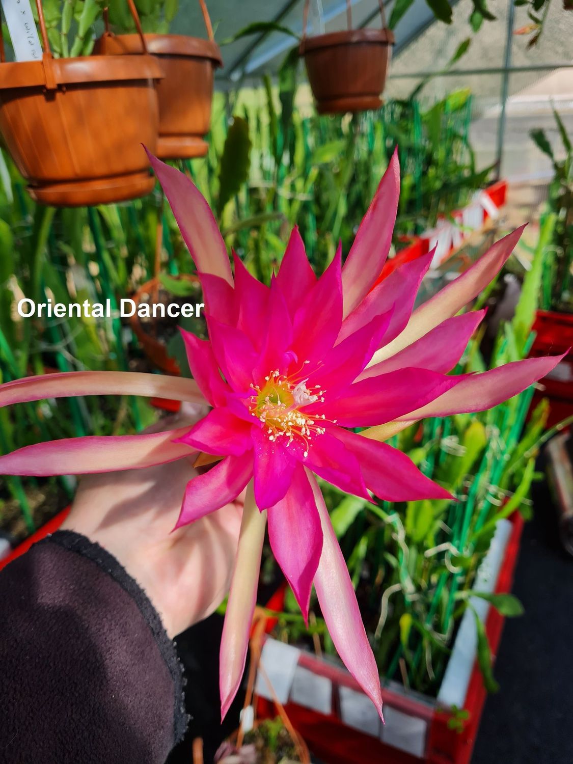 Oriental Dancer Oriental Dancer