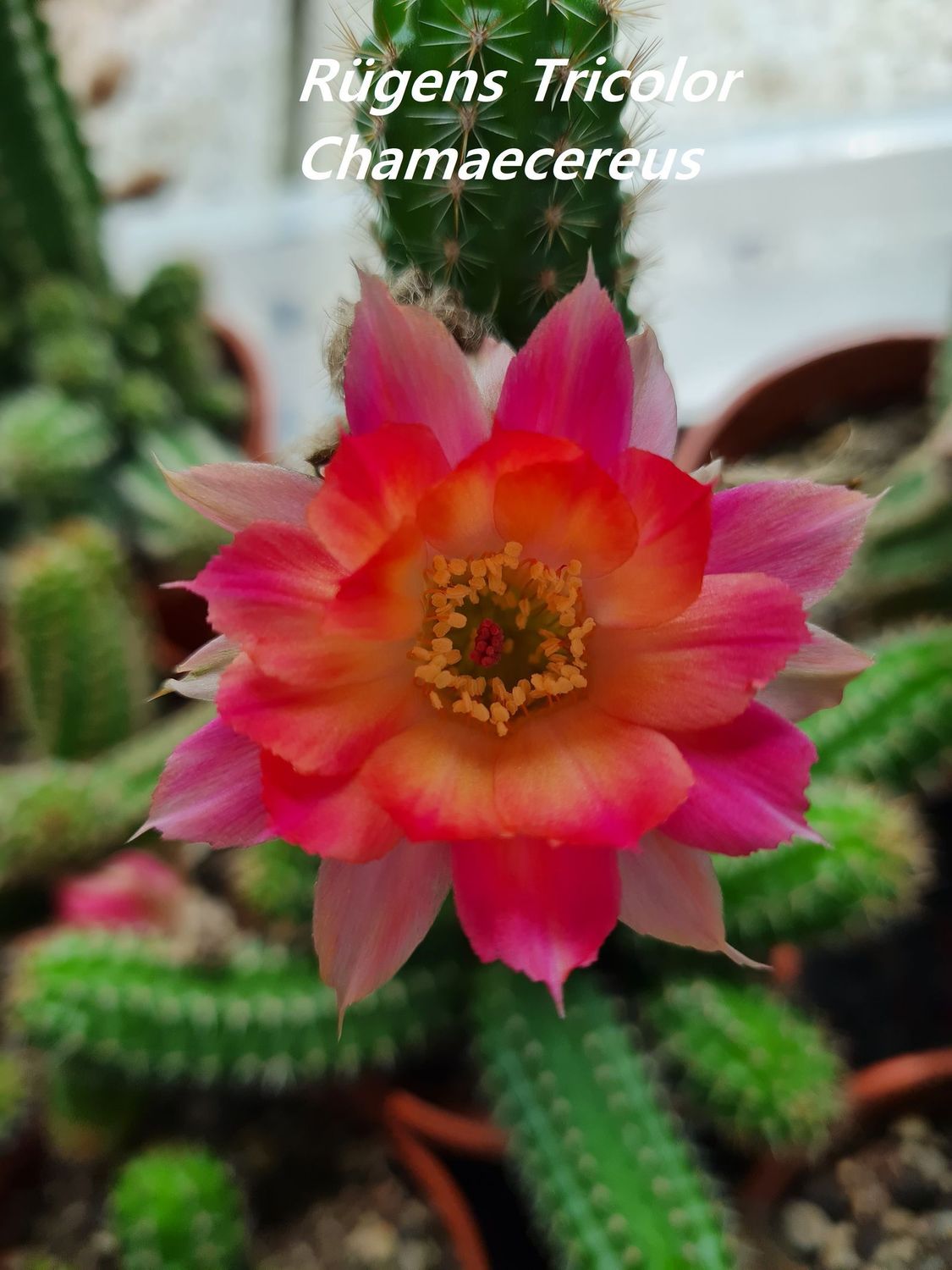 Chamaecereus Rügens Tricolor Chamaecereus Rügens Tricolor