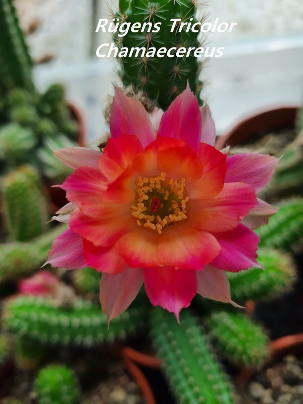Chamaecereus Rügens Tricolor