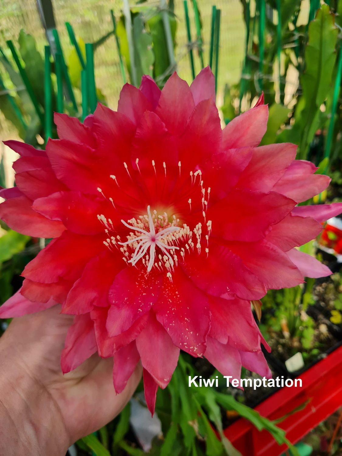 Kiwi Temptation Kiwi Temptation