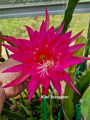 Kiwi Stargazer