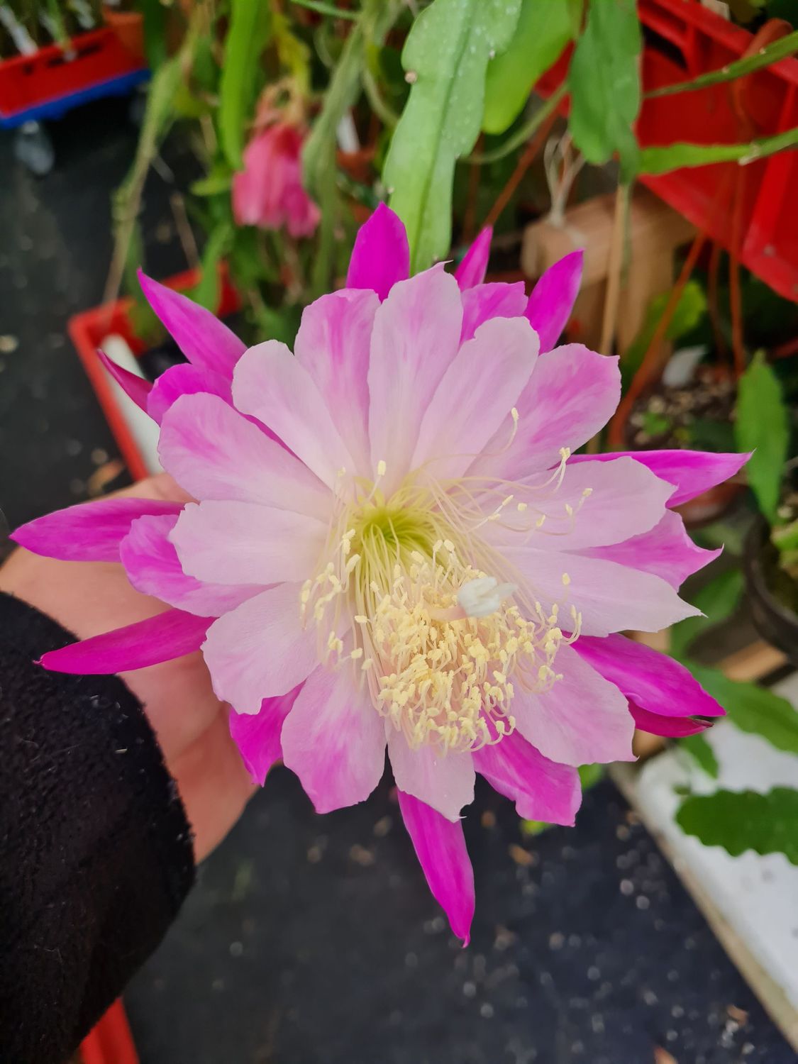 Himmelsauge Himmelsauge