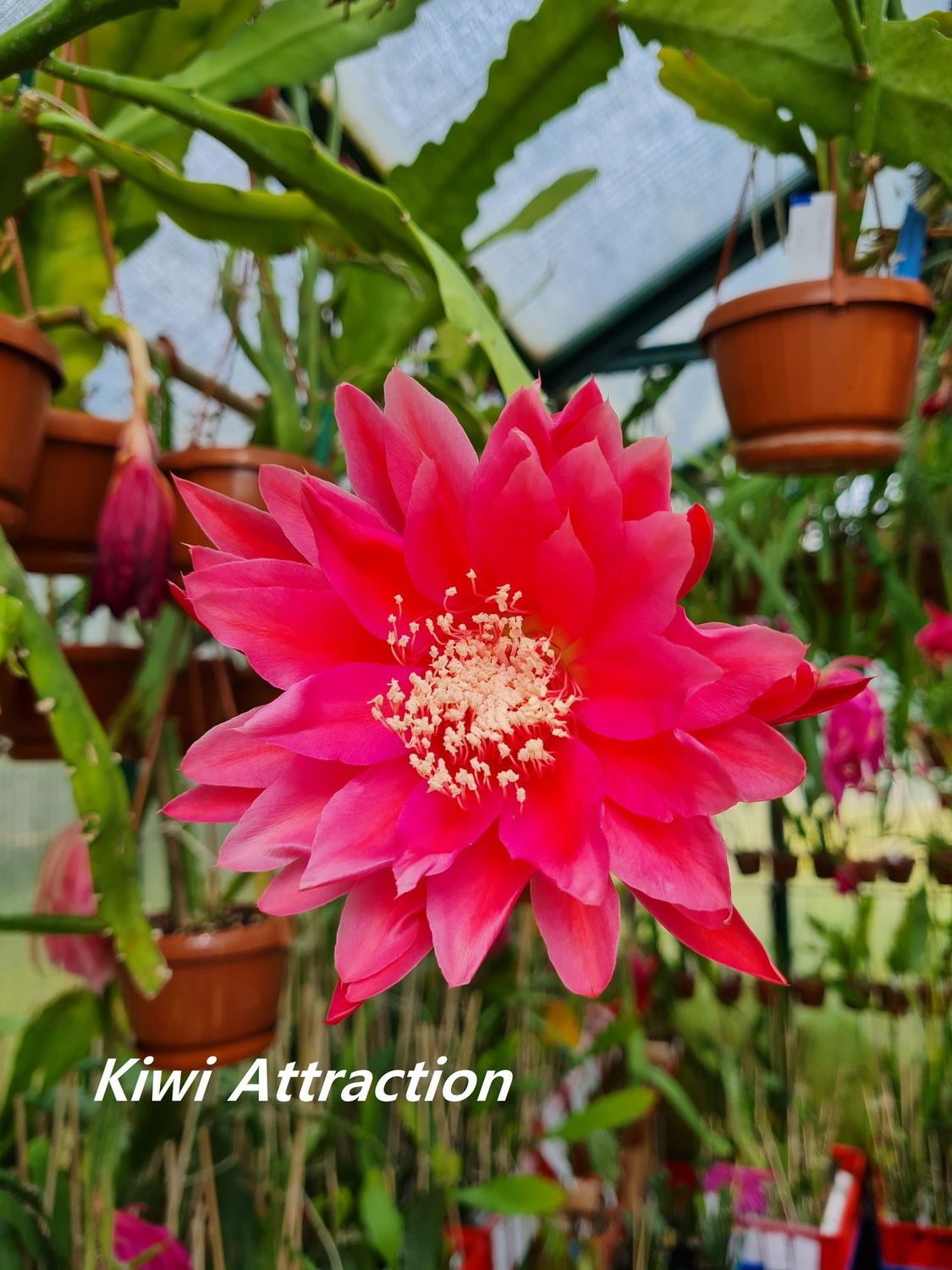 Kiwi Attraction Kiwi Attraction