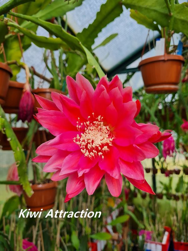 Kiwi Attraction