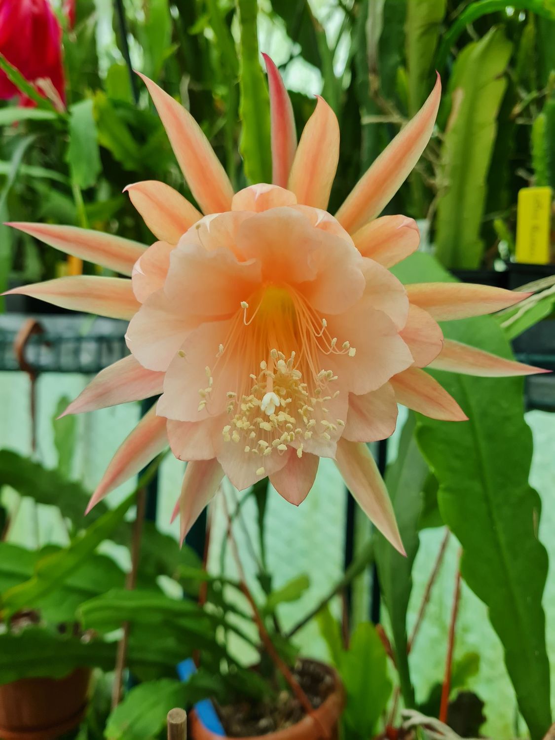 Dr. Rudi Dorsch Dr. Rudi Dorsch