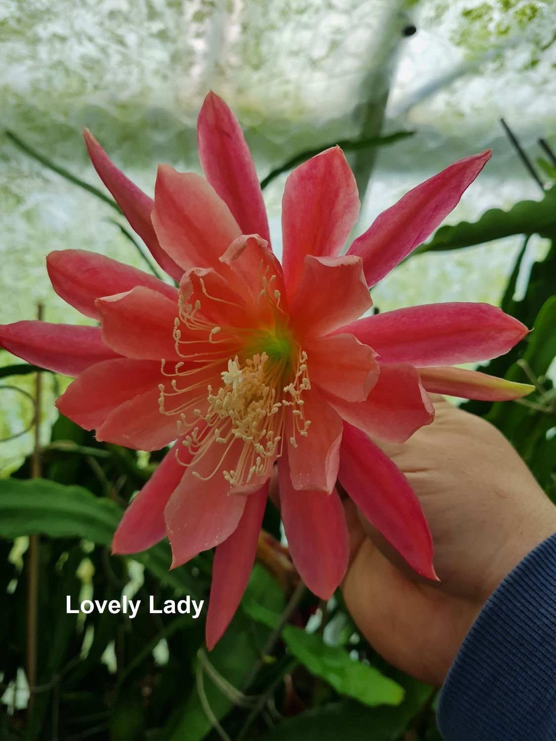 Lovely Lady Lovely Lady