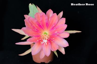 Heather Rose Heather Rose