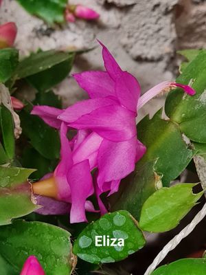 Schlumbergera Hybride Schlumbergera Hybride " Eliza Thor "