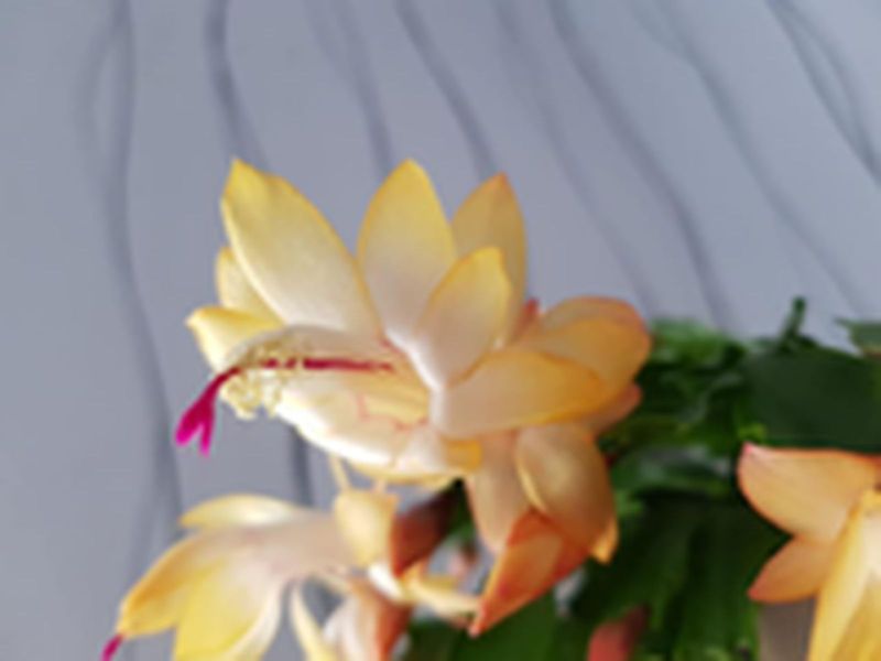 Schlumbergera Hybride Schlumbergera Hybride " Golden Brazil "