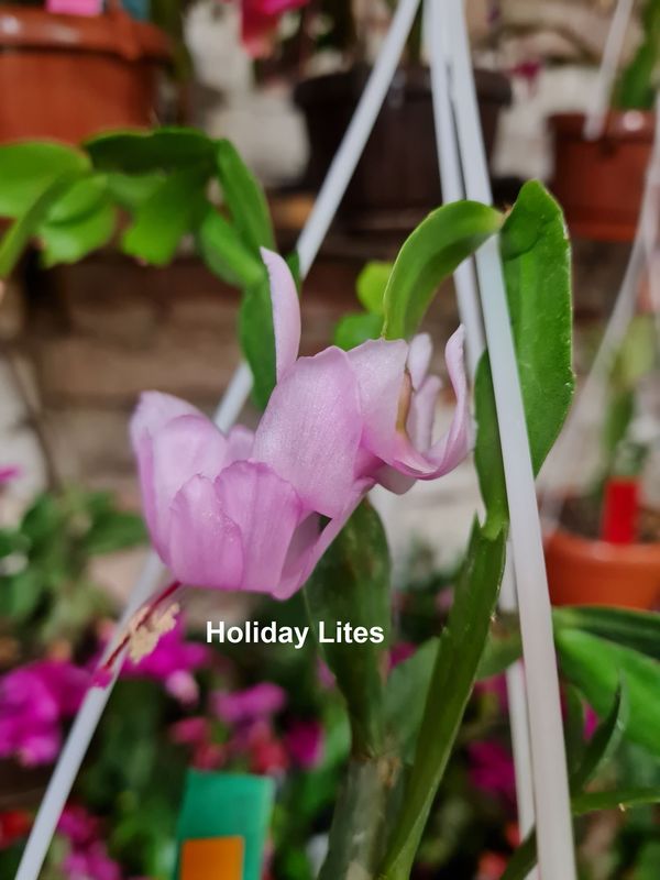 Schlumbergera Hybride Schlumbergera Hybride " Holiday Lites "