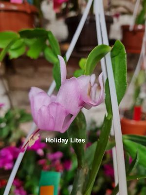 Schlumbergera Hybride Schlumbergera Hybride " Holiday Lites "