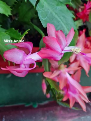 Schlumbergera Hybride " Miss Annie "
