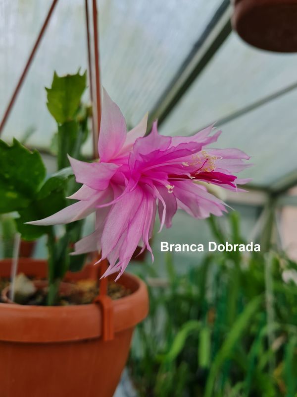 Schlumbergera Hybride Schlumbergera Hybride " Branca Dobrada " gefüllte Blüte