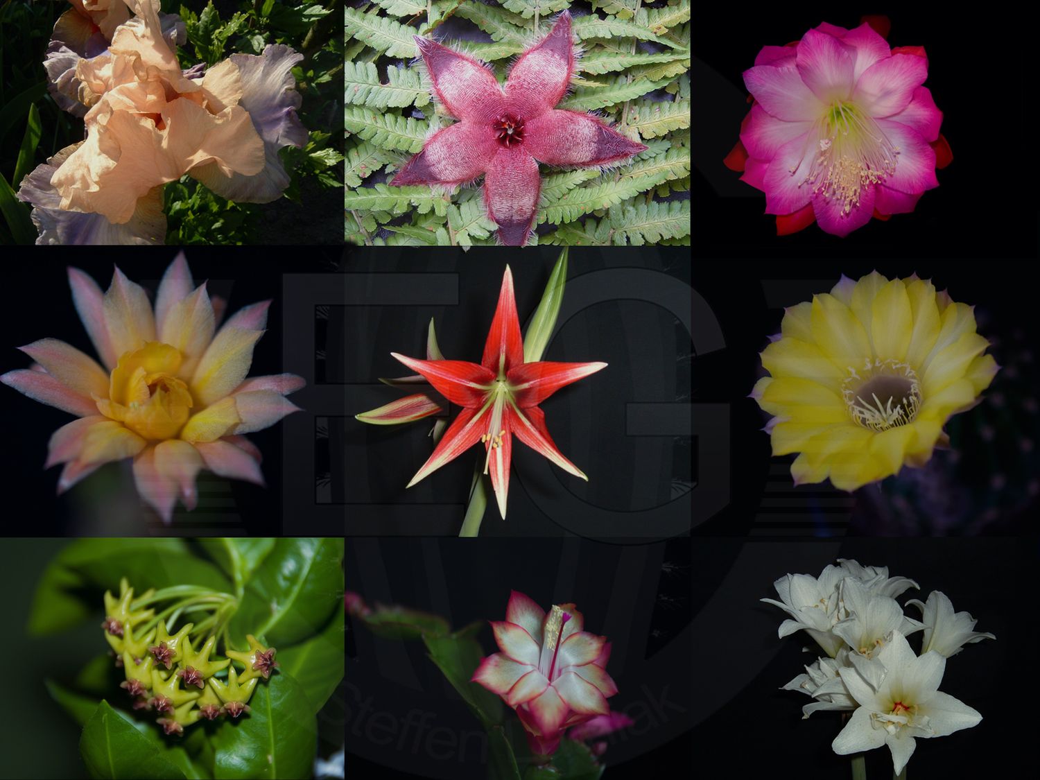 Schlumbergera Hybride " White Rose "