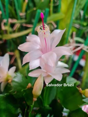 Schlumbergera Hybride Schlumbergera Hybride " Salvador Brazil "