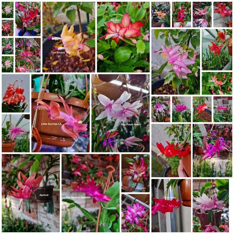 Schlumbergera Hybride " Schnäppchen-Paket 10 verschiedene Sorten "