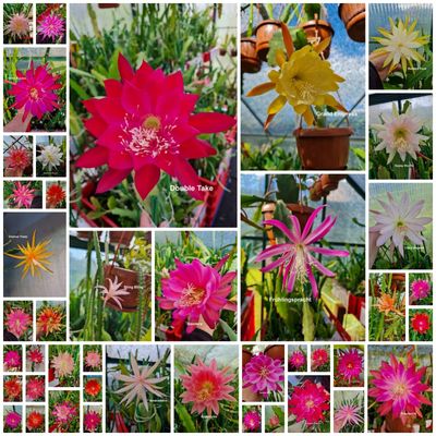 Epi - Schnäppchen-Paket 10 verschiedene Sorten Epi - Schnäppchen-Paket 10 verschiedene Sorten