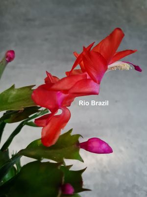 Schlumbergera Hybride " Rio Brazil "