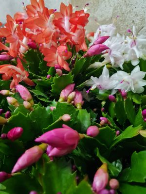 Schlumbergera rooted cuttings