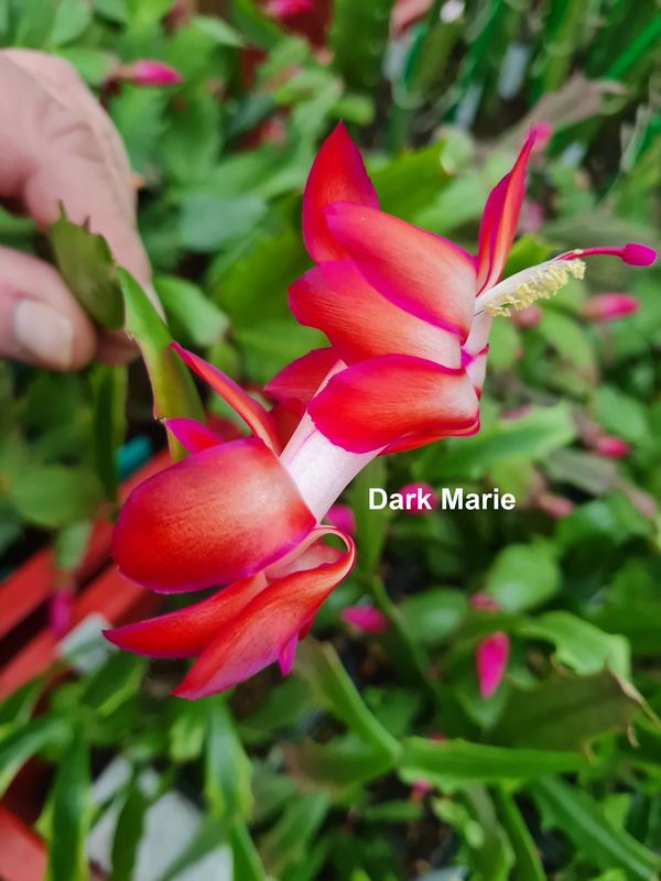 Schlumbergera Hybride " Dark Marie "
