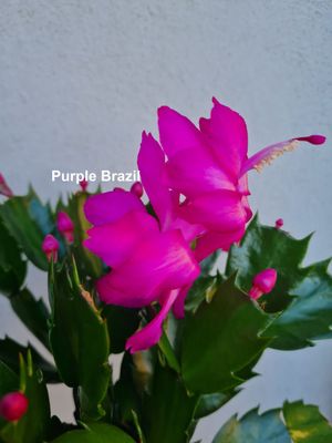 Schlumbergera Hybride Schlumbergera Hybride " Purple Brazil "