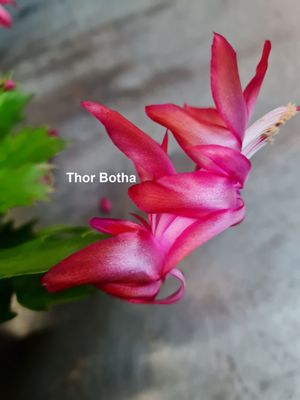 Schlumbergera Hybride " Botha Thor "
