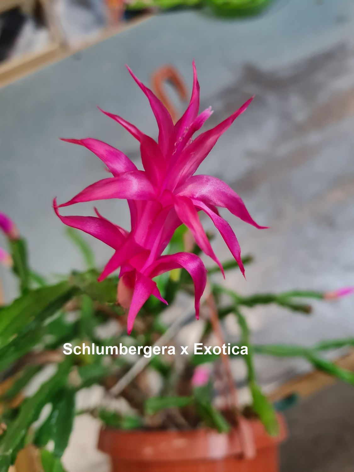 Schlumbergera Hybride " Schlumbergera x Exotica "