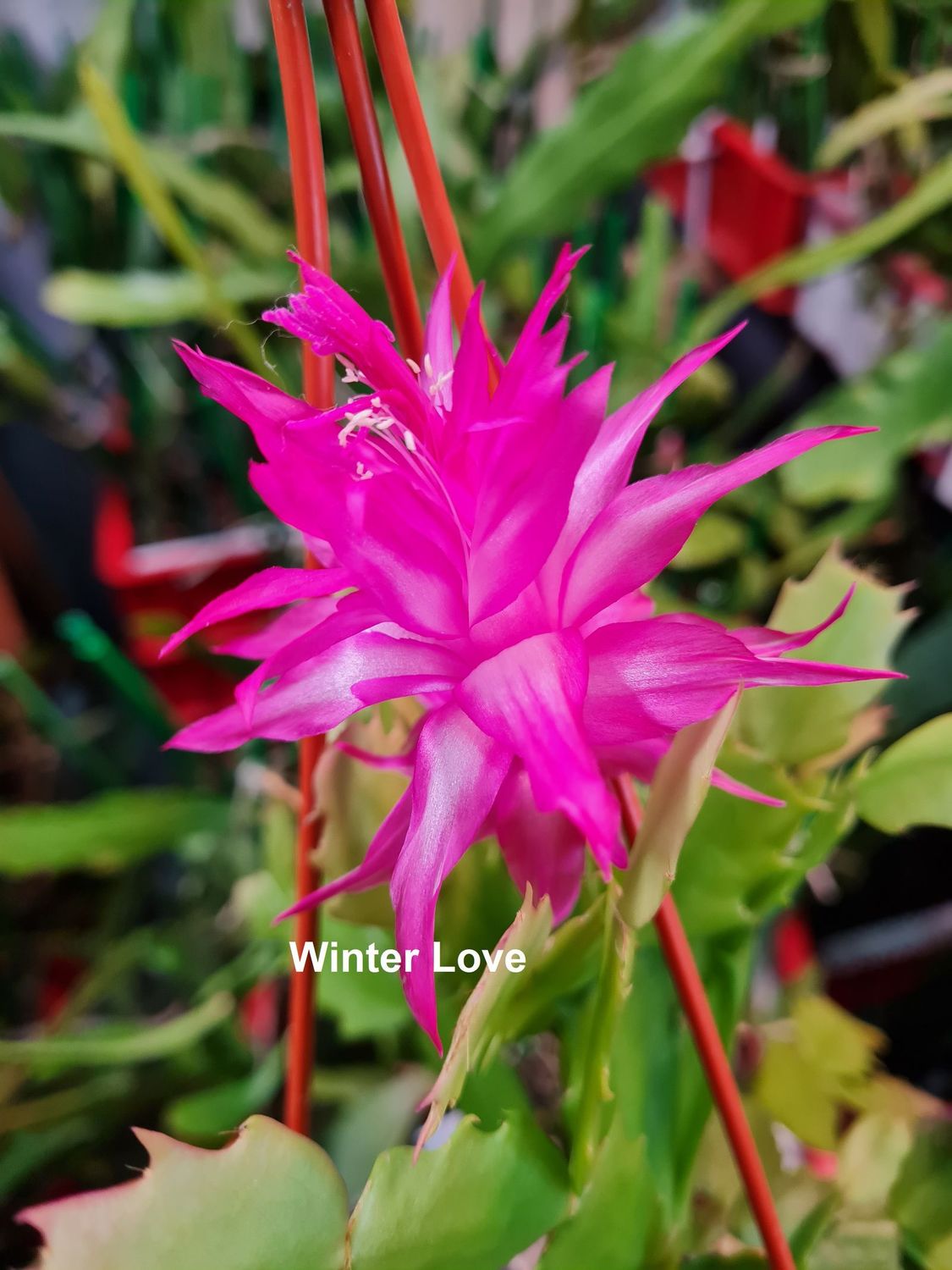 Schlumbergera Hybride Schlumbergera Hybride " Winter Love "