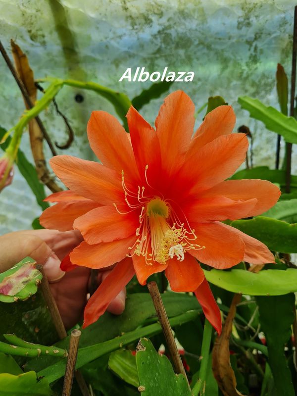 Albolaza (ACHTUNG diese Sorte wird nicht mehr vermehrt)