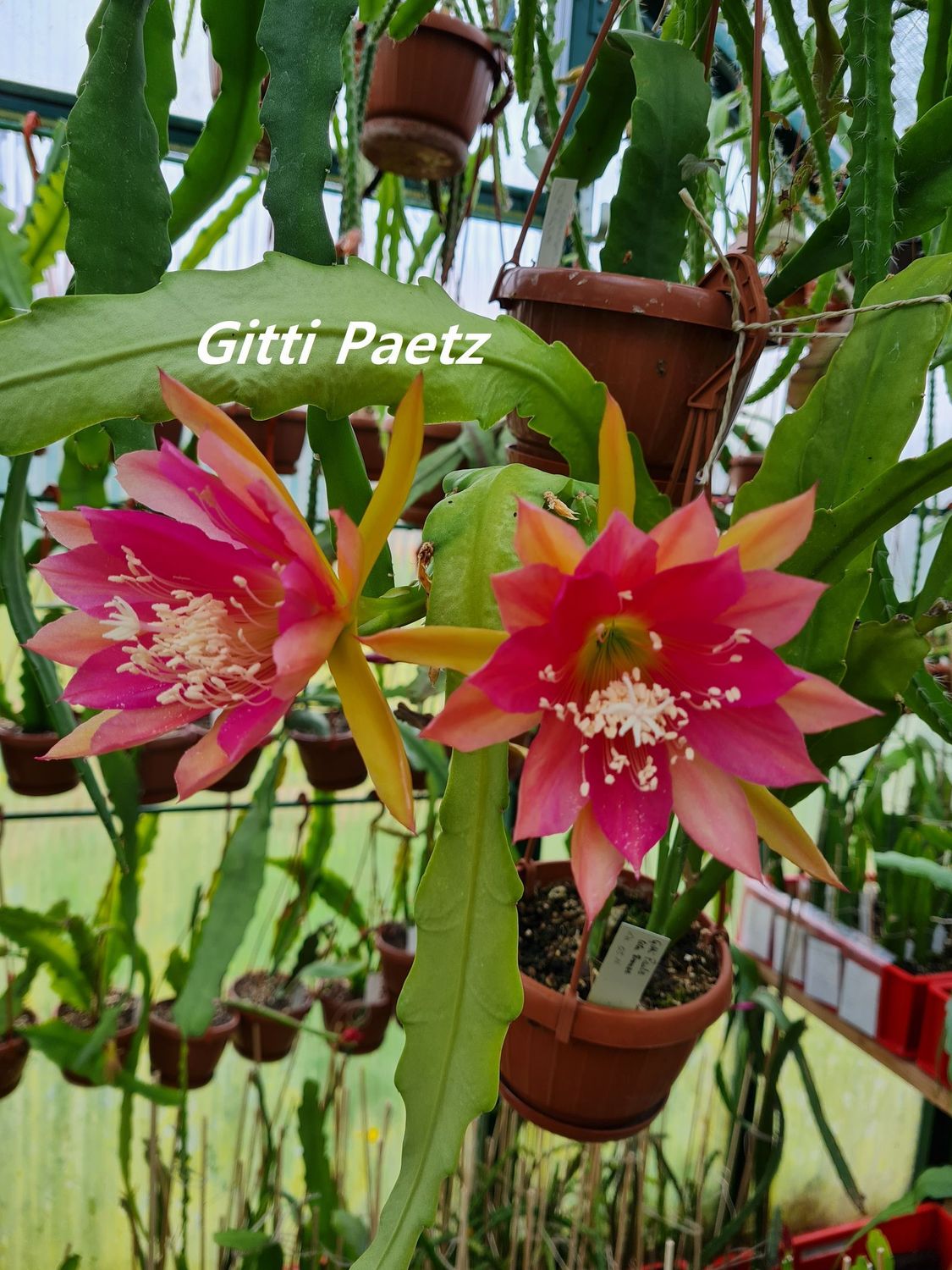 Gitti Paetz (ACHTUNG diese Sorte wird nicht mehr vermehrt) Gitti Paetz (ACHTUNG diese Sorte wird nicht mehr vermehrt)